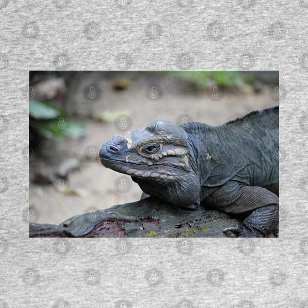 Rhino Iguana by LeanneAllen